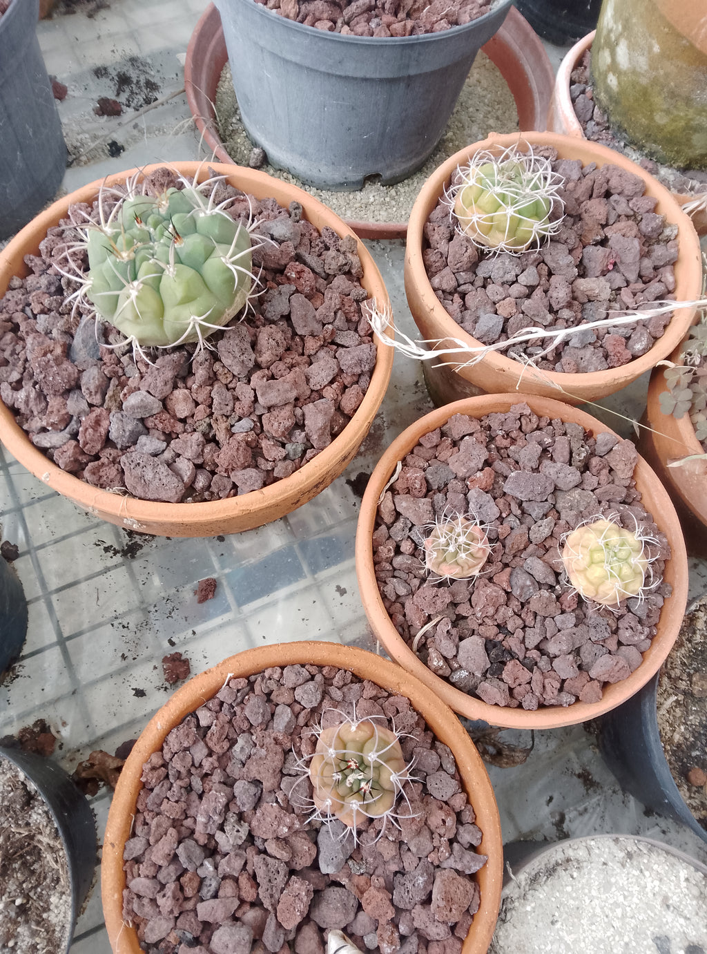 Gymnocalycium plfanzii lot de 5 plants issu de semis.