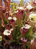 Sarracenia Saurus x Saurus