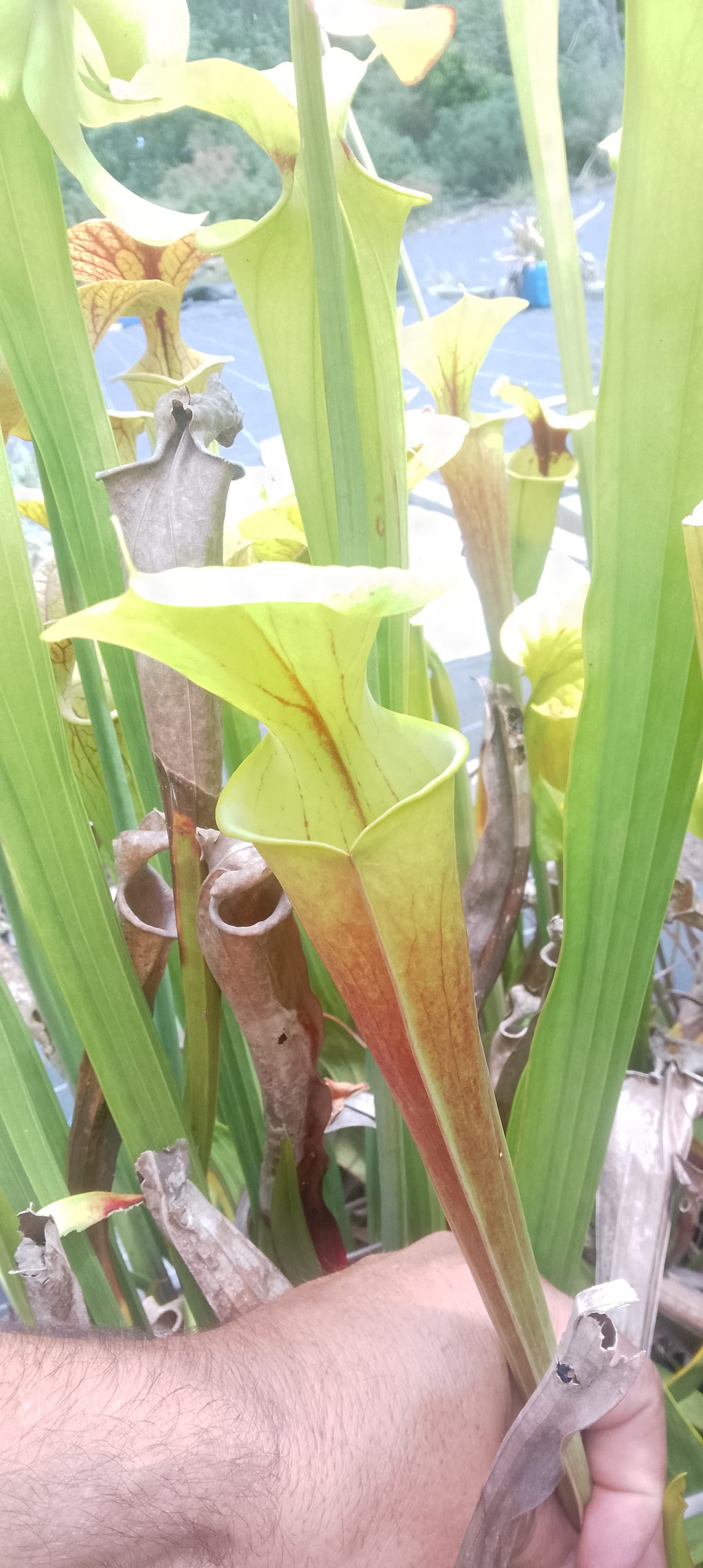 Sarracenia Flava Orange clone 2