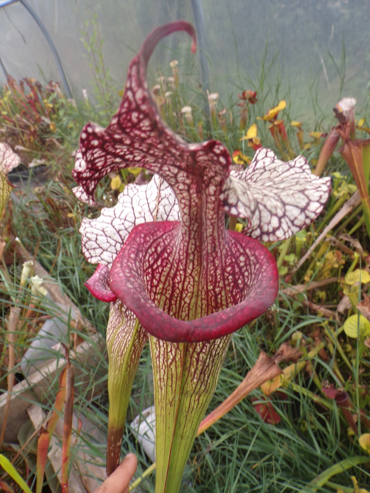 Sarracenia x Mystery Clone.
