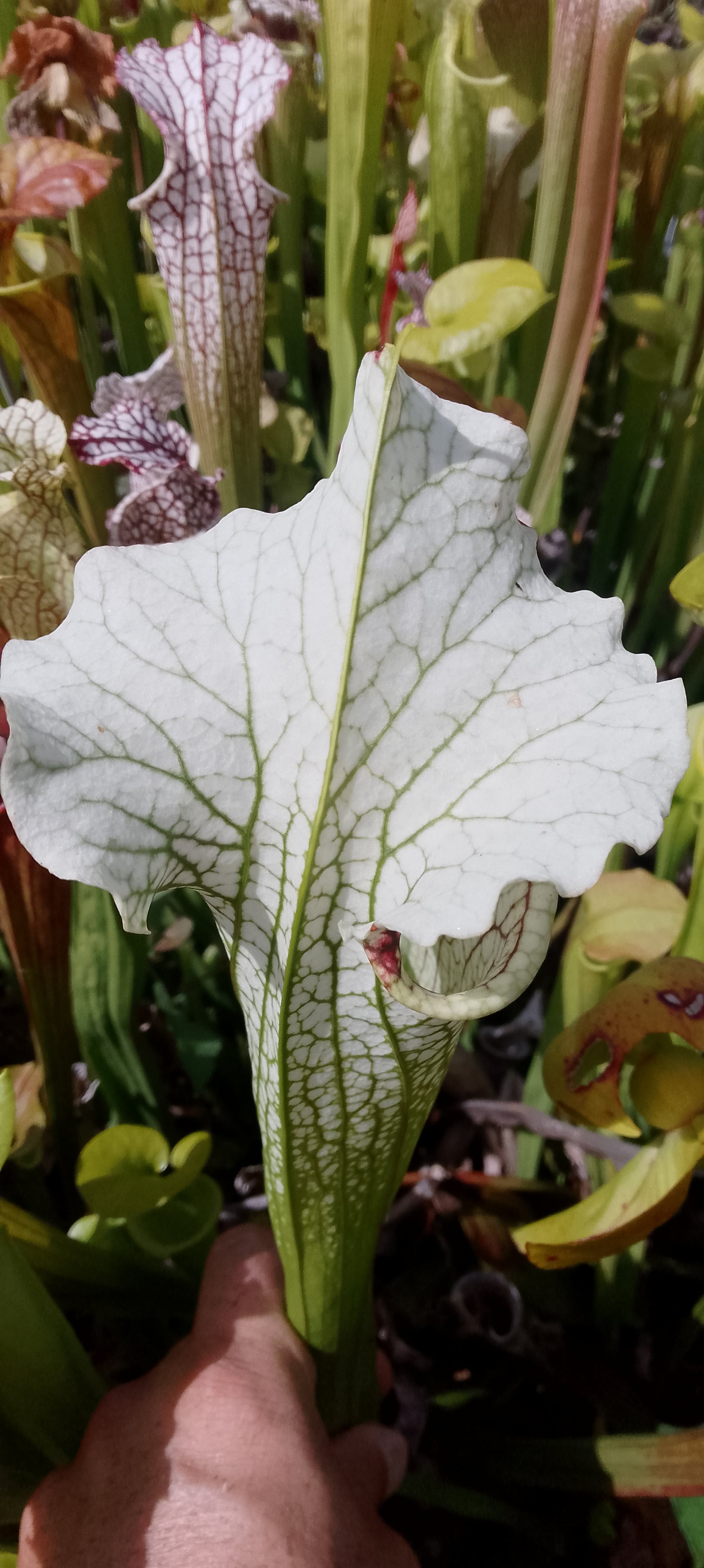 Sarracenia x (Moorei x Moorei)