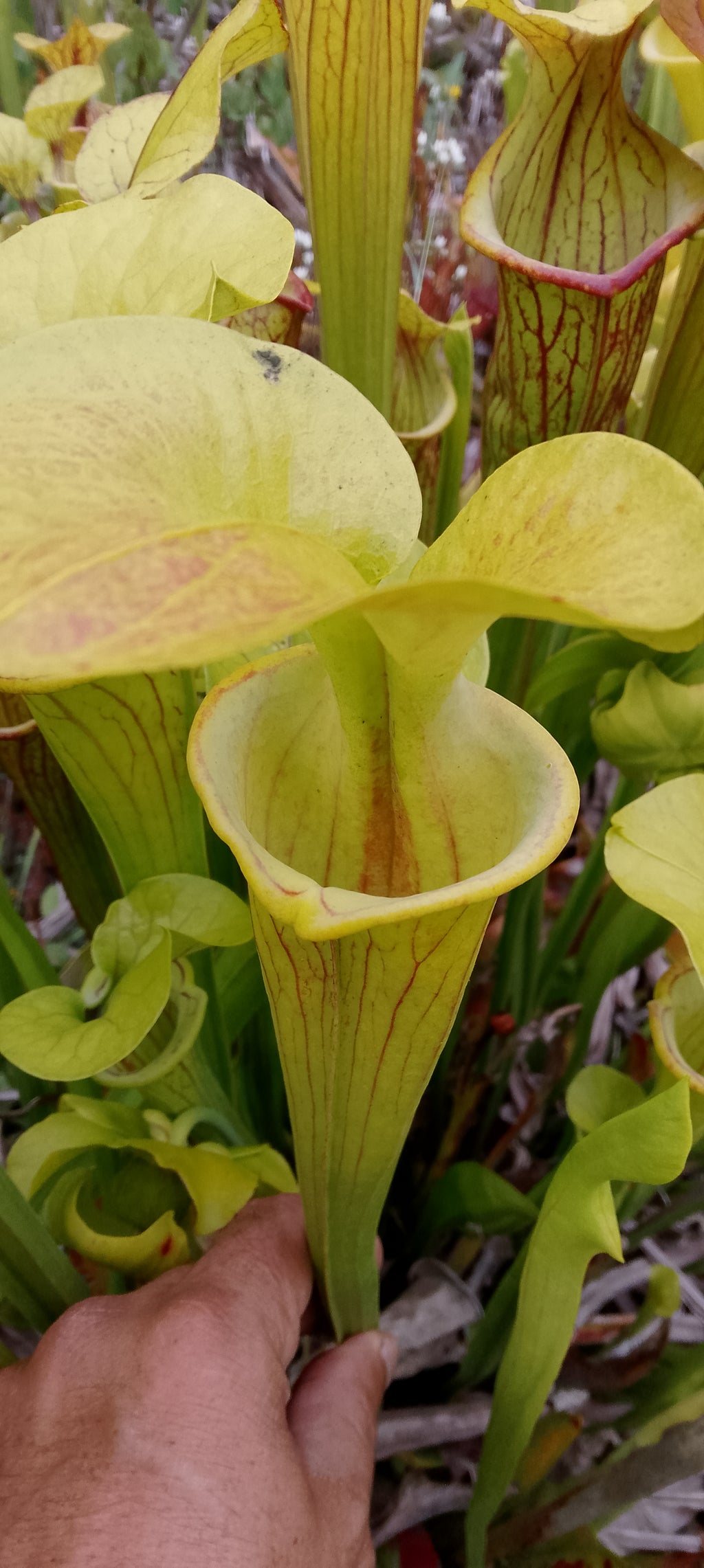 Sarracenia Flava cuprea, veines inverses, clone 2