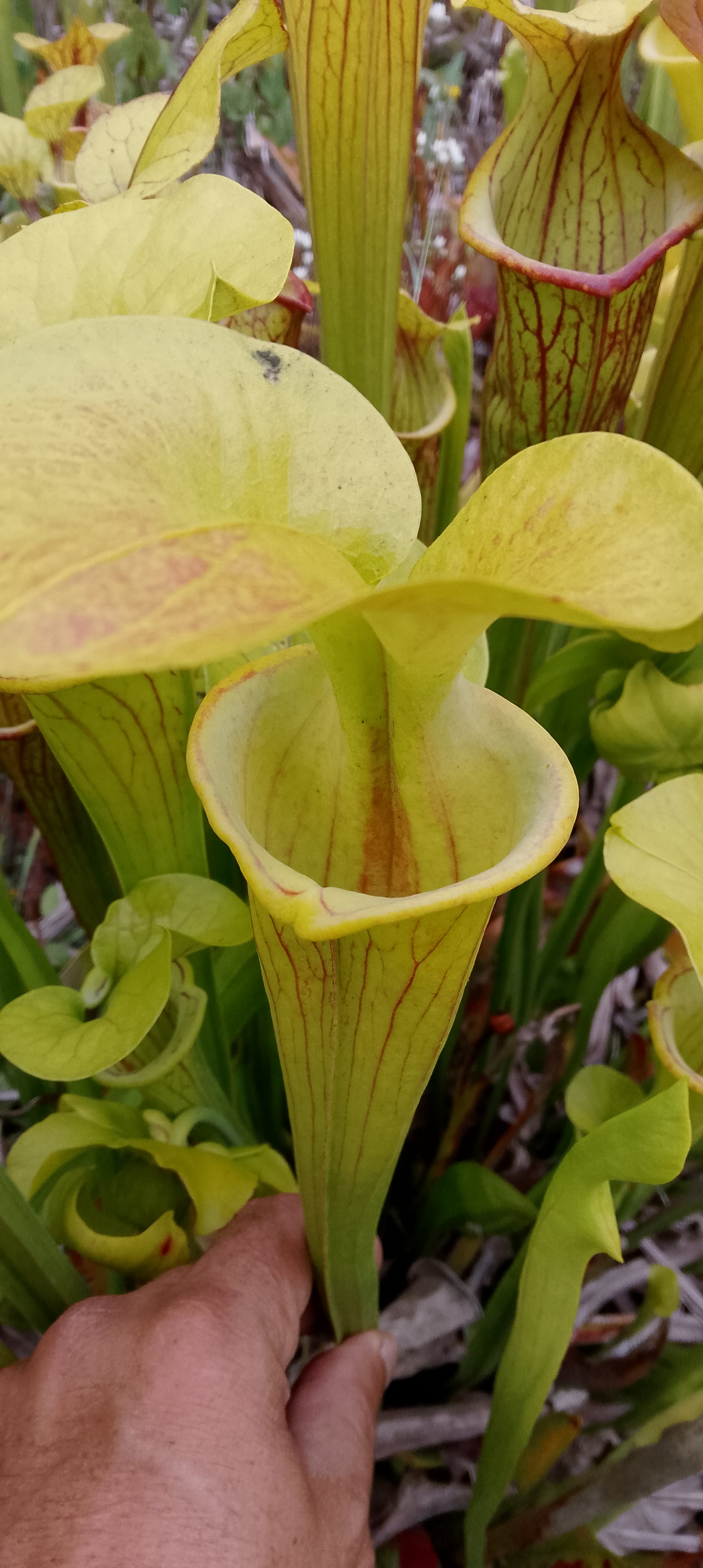 Sarracenia Flava cuprea, veines inverses, clone 2