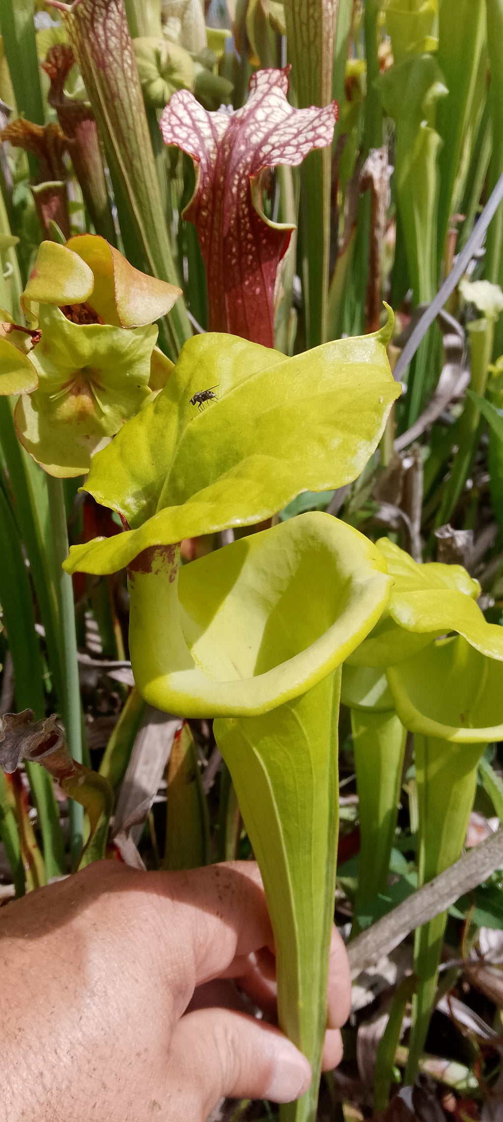 Sarracenia Flava var rugelii