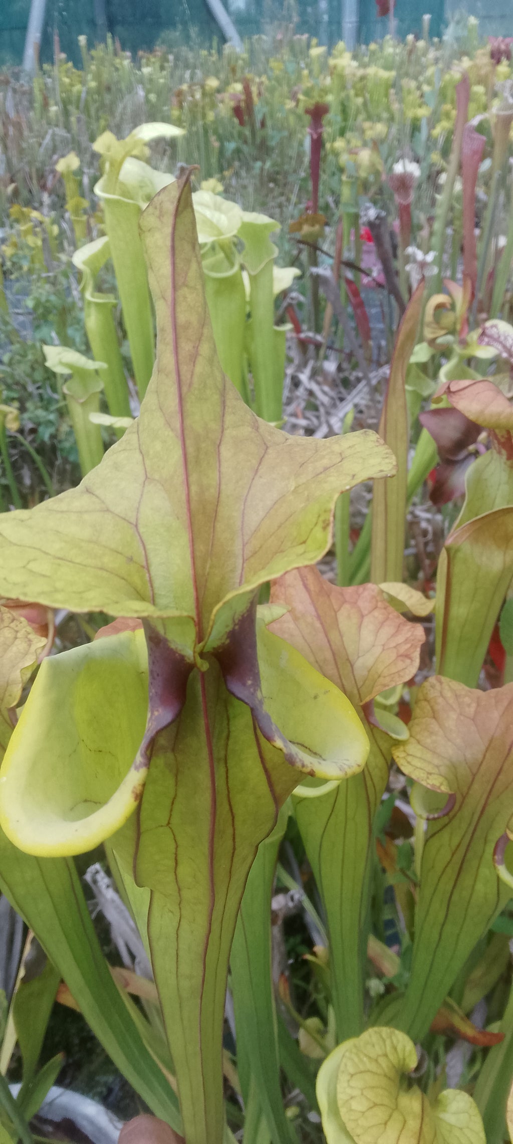 Sarracenia Flava var cuprea Fat Boy Slim