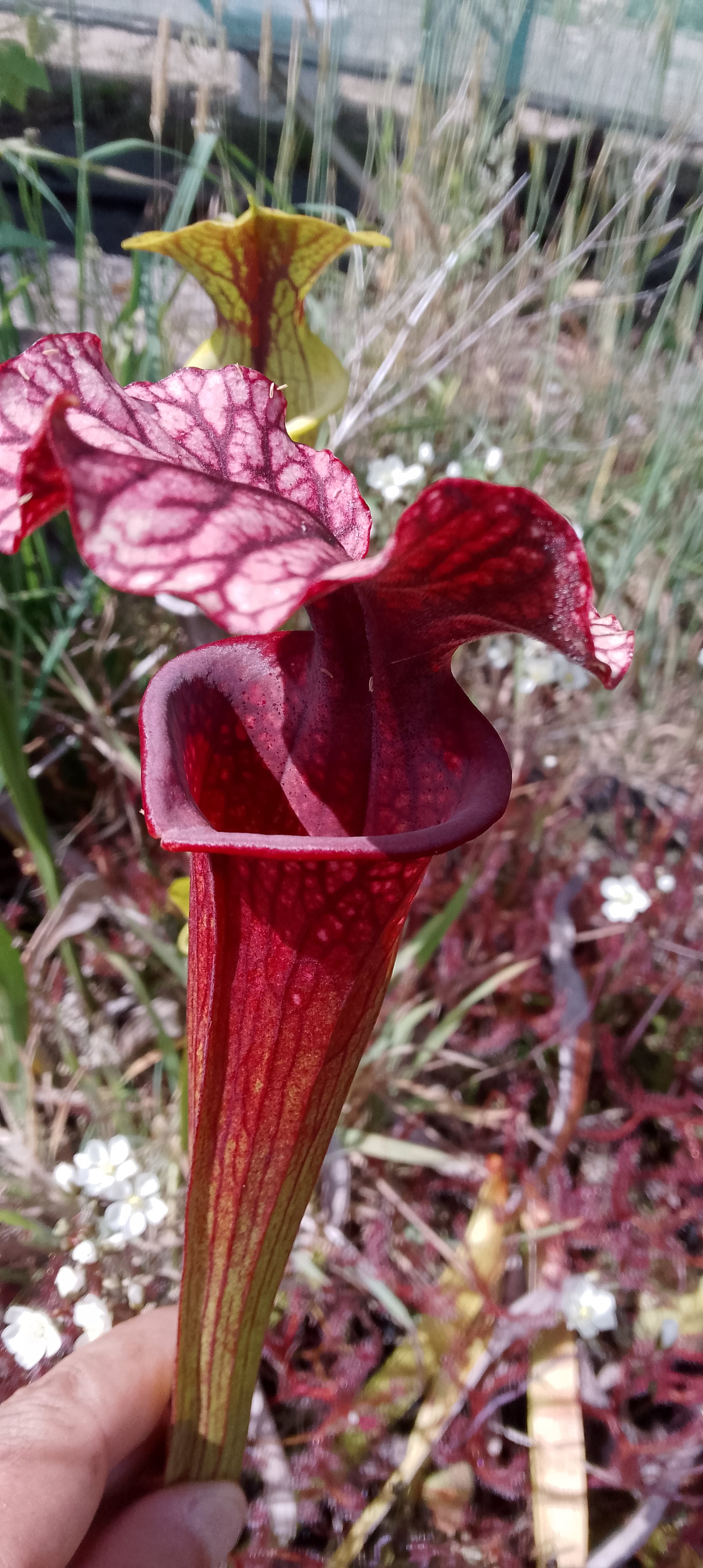 Sarracenia Saurus x Saurus