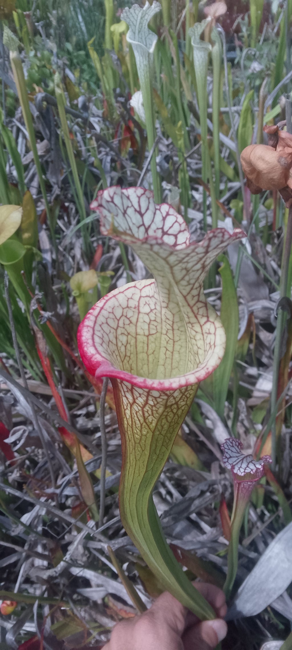 Sarracenia x (Moorei x Adrian Slack)