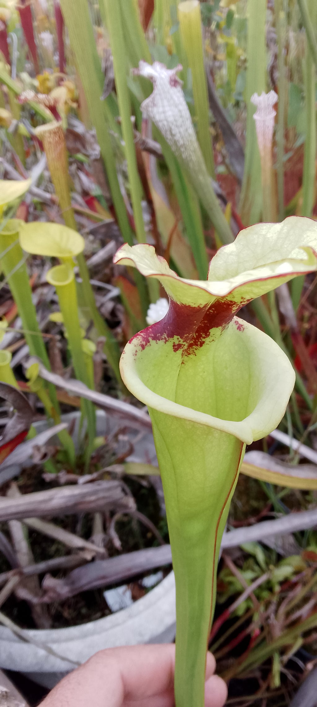 Sarracenia Leah Wilkerson x Leah Wilkerson