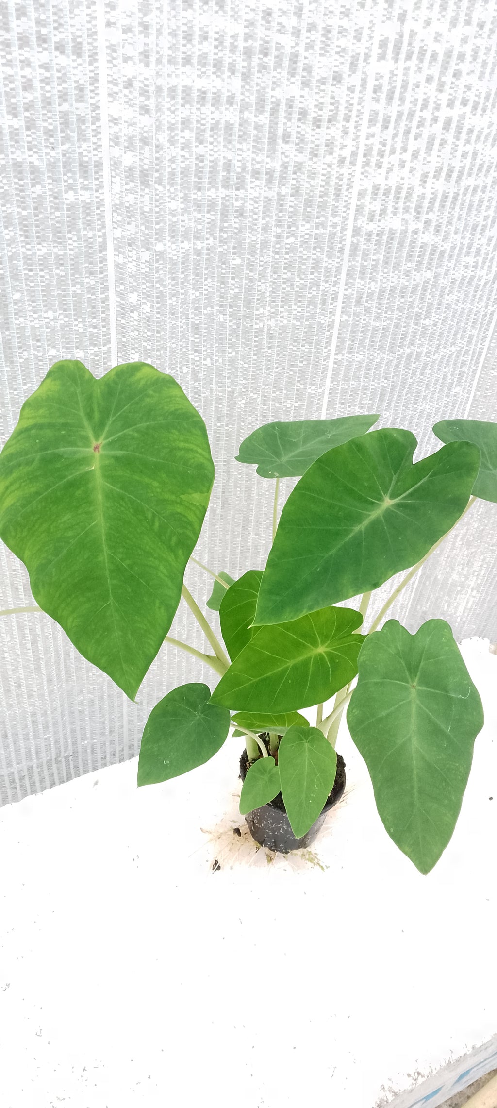Colocasia de semis 6