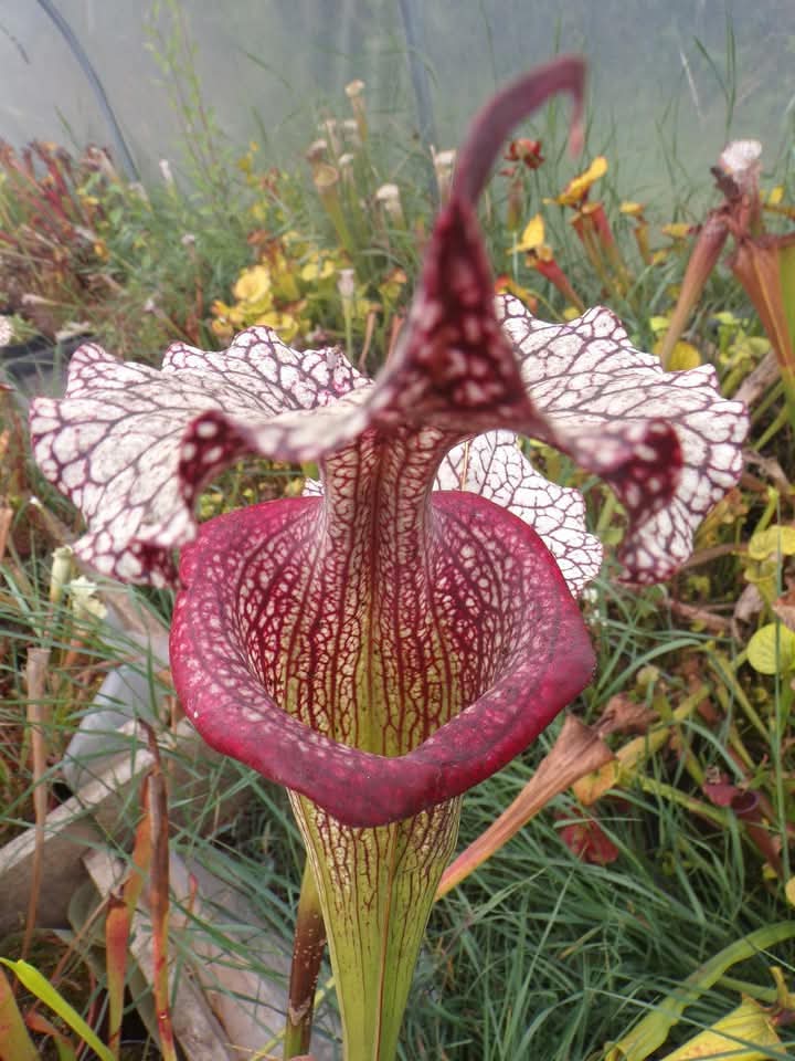 Sarracenia x Mystery Clone.