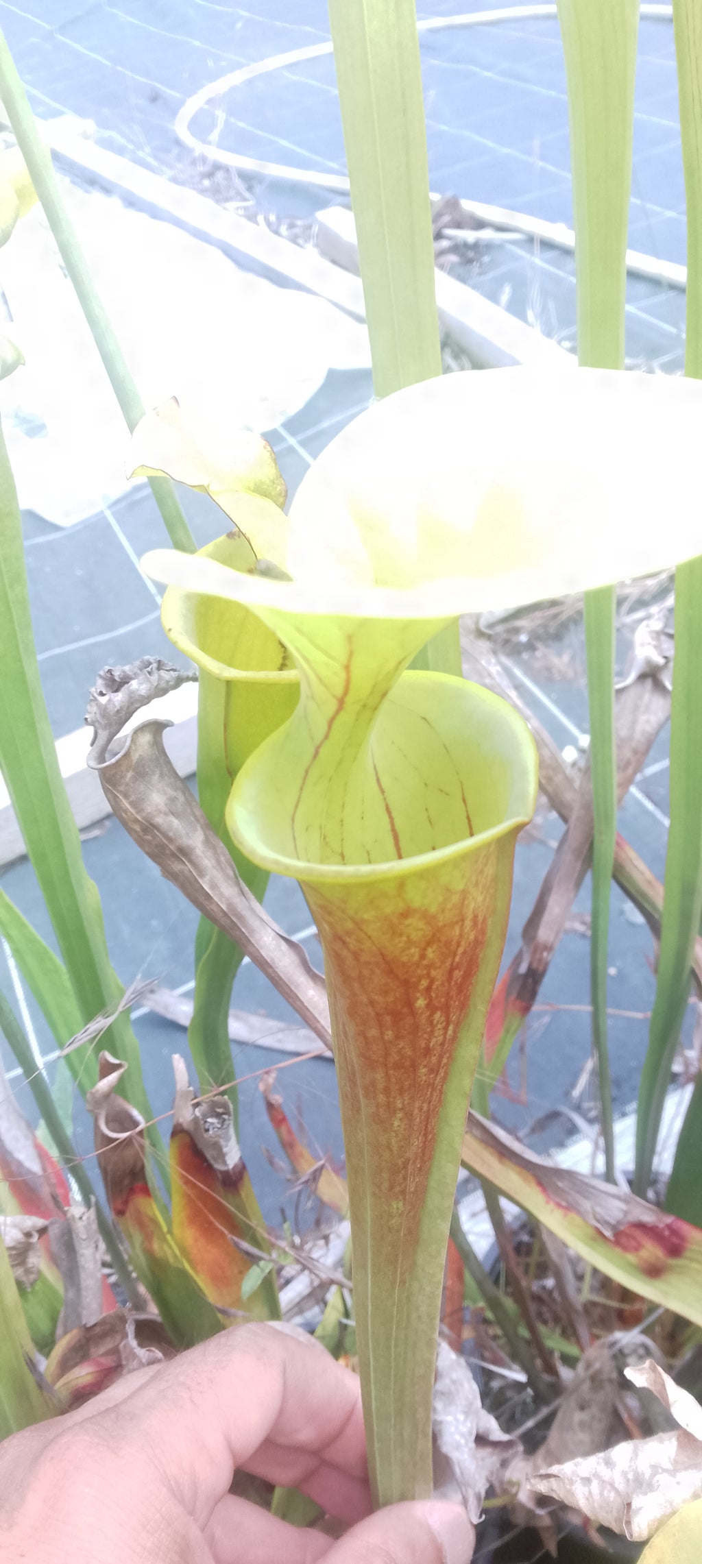 Sarracenia Flava Orange clone 2