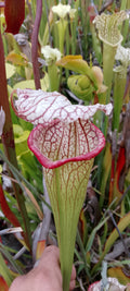 Sarracenia x Moorei