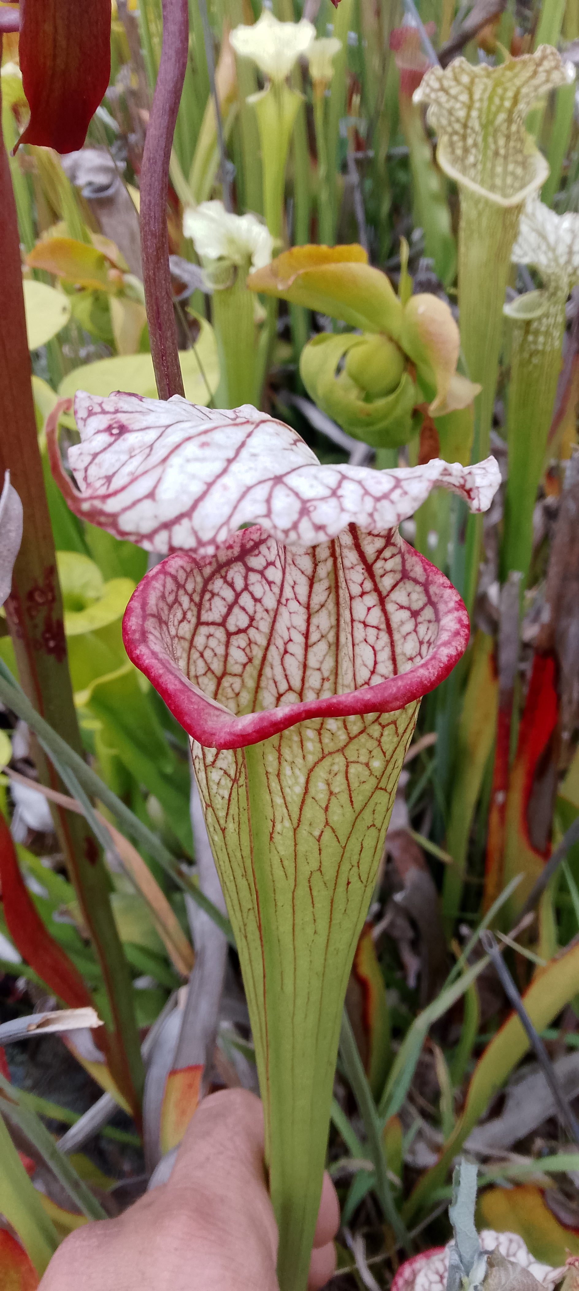 Sarracenia x Moorei