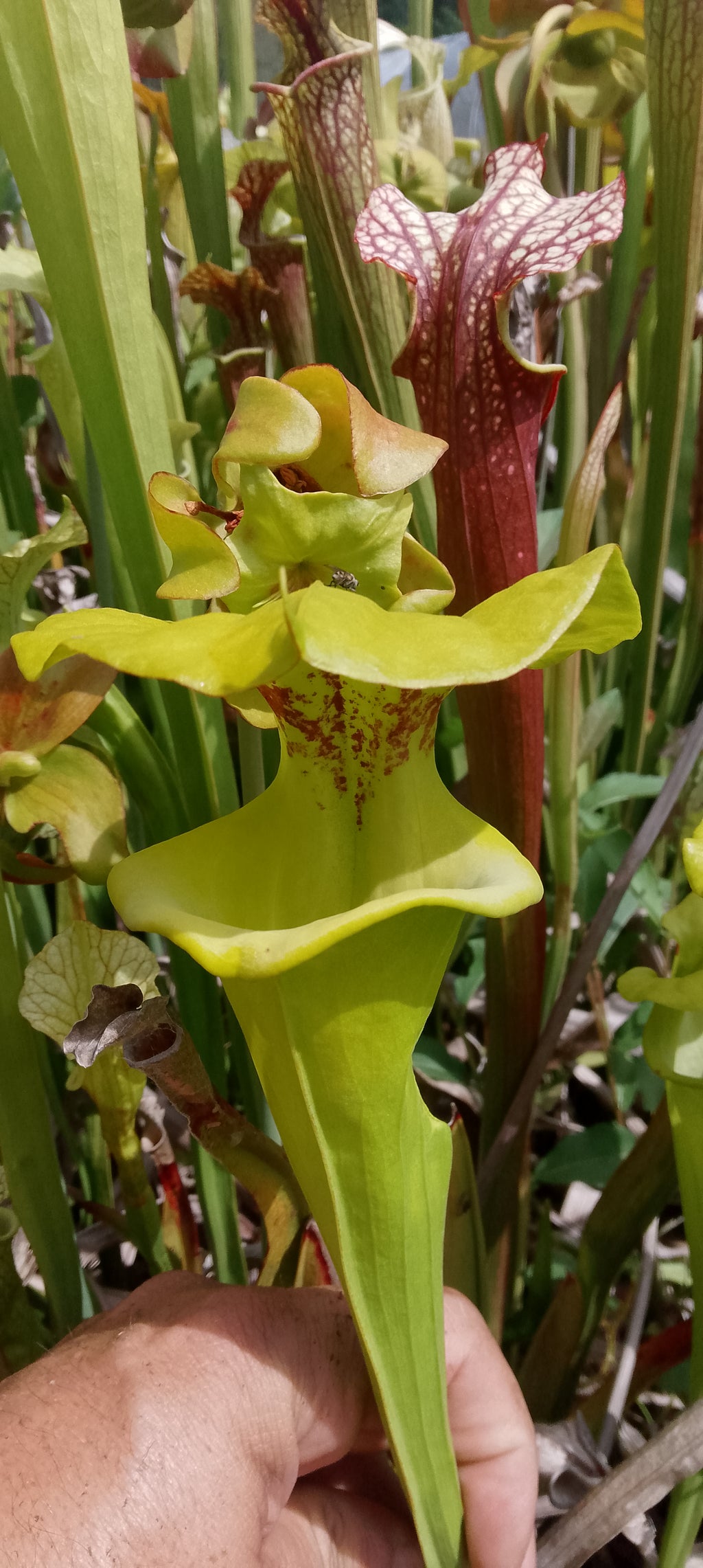 Sarracenia Flava var rugelii