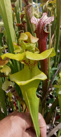 Sarracenia Flava var rugelii