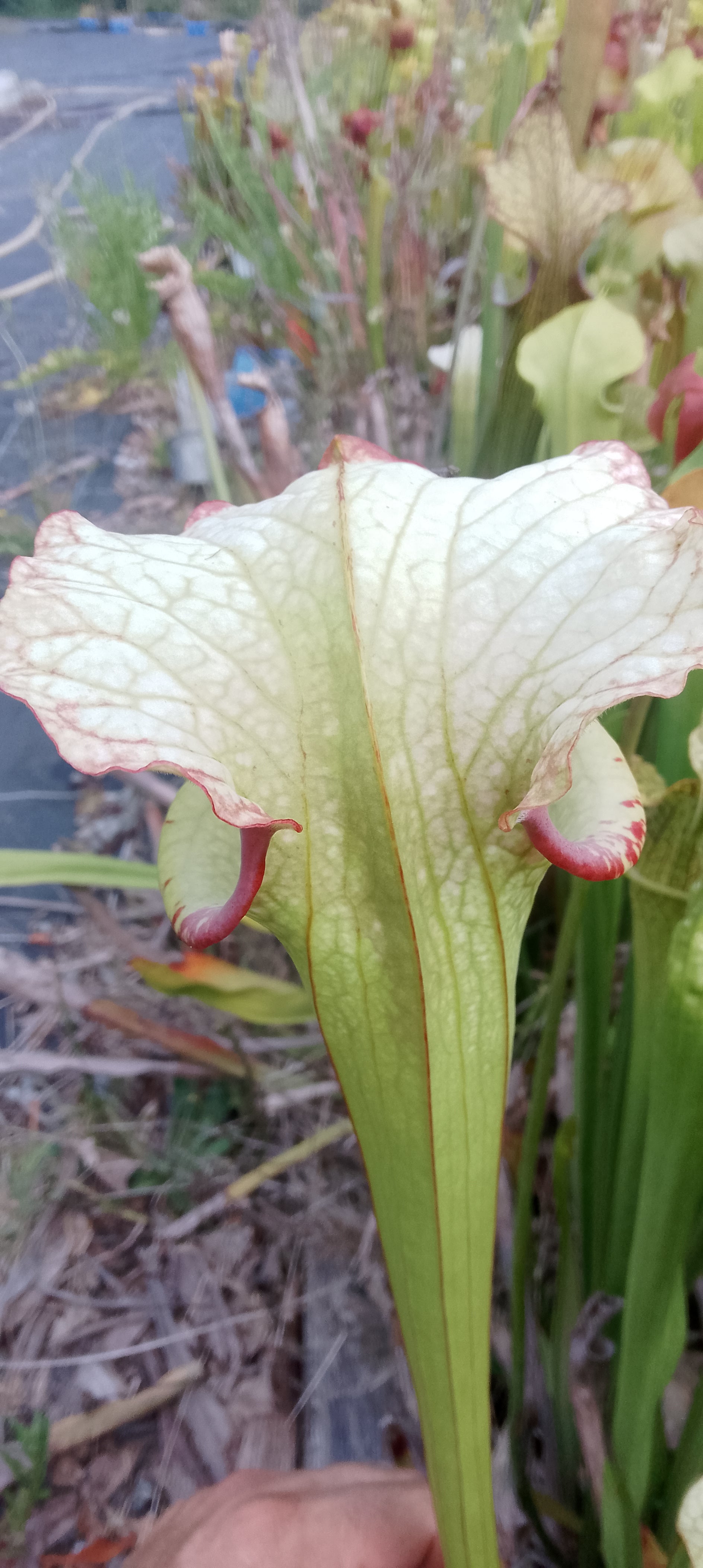 Sarracenia x Moorei