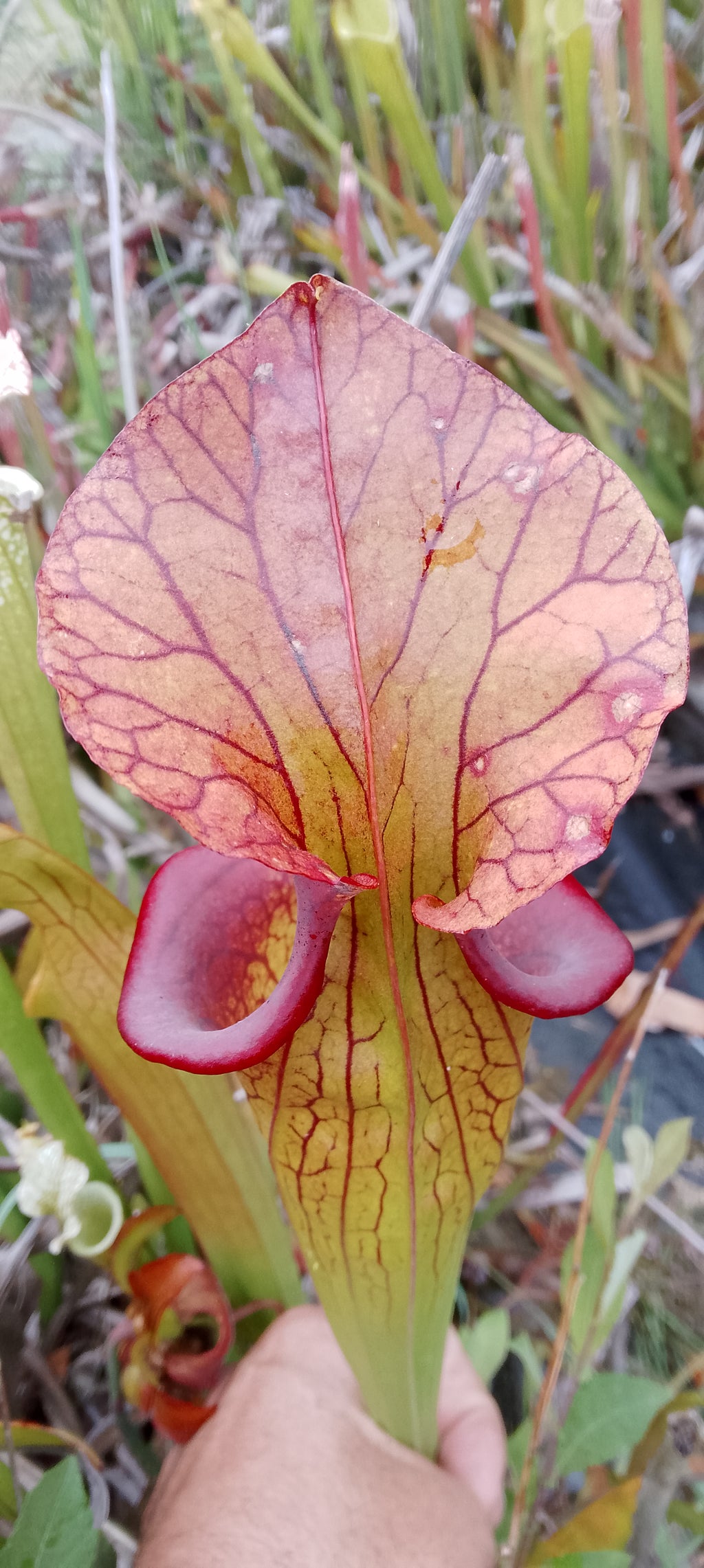 Sarracenia x hybride