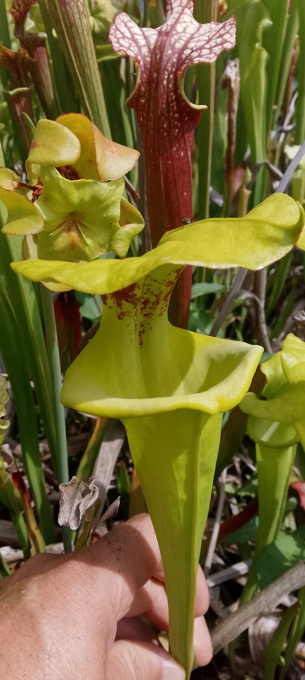 Sarracenia Flava var rugelii