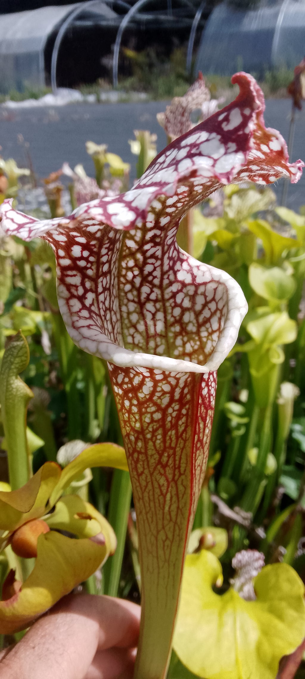 Sarracenia leucophylla.