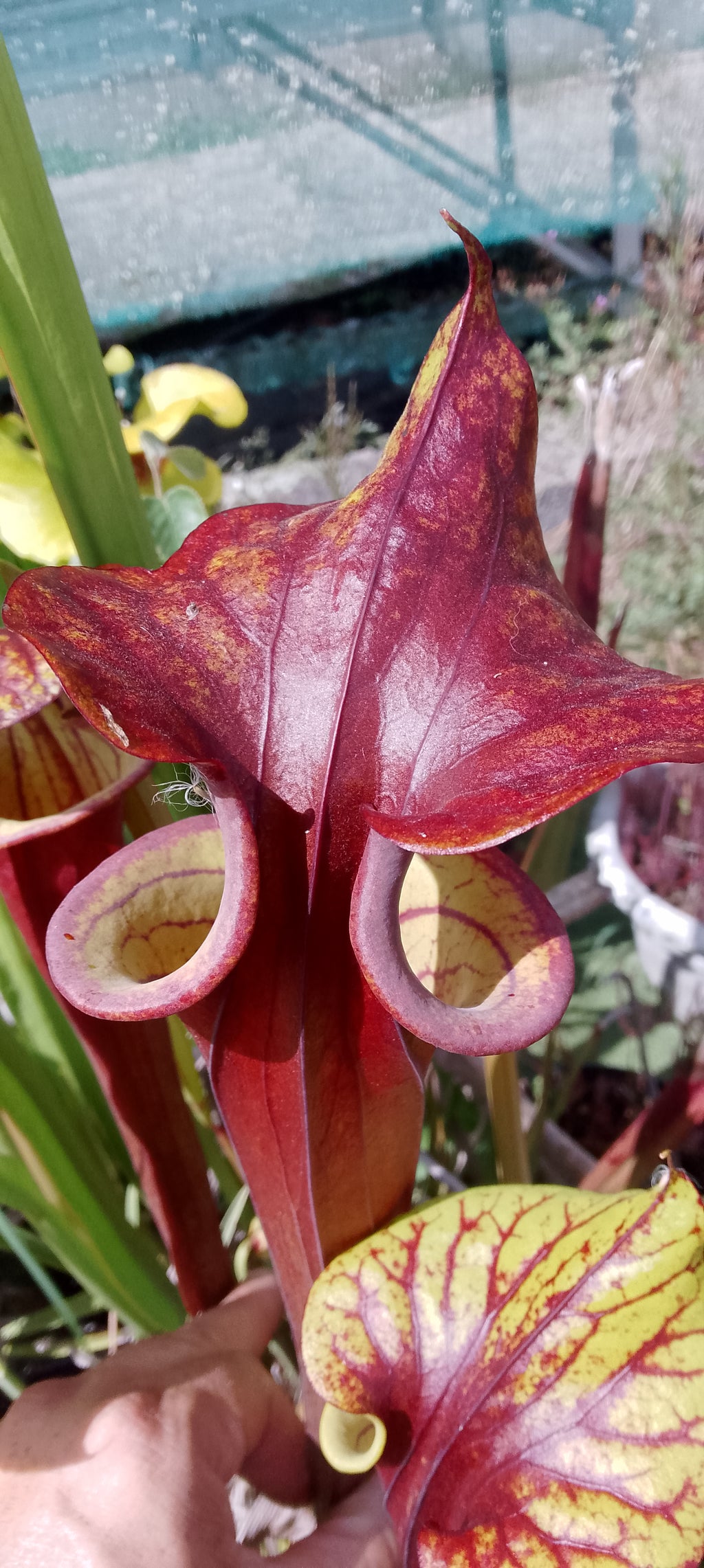Sarracenia Flava var rubricorpora x cuprea
