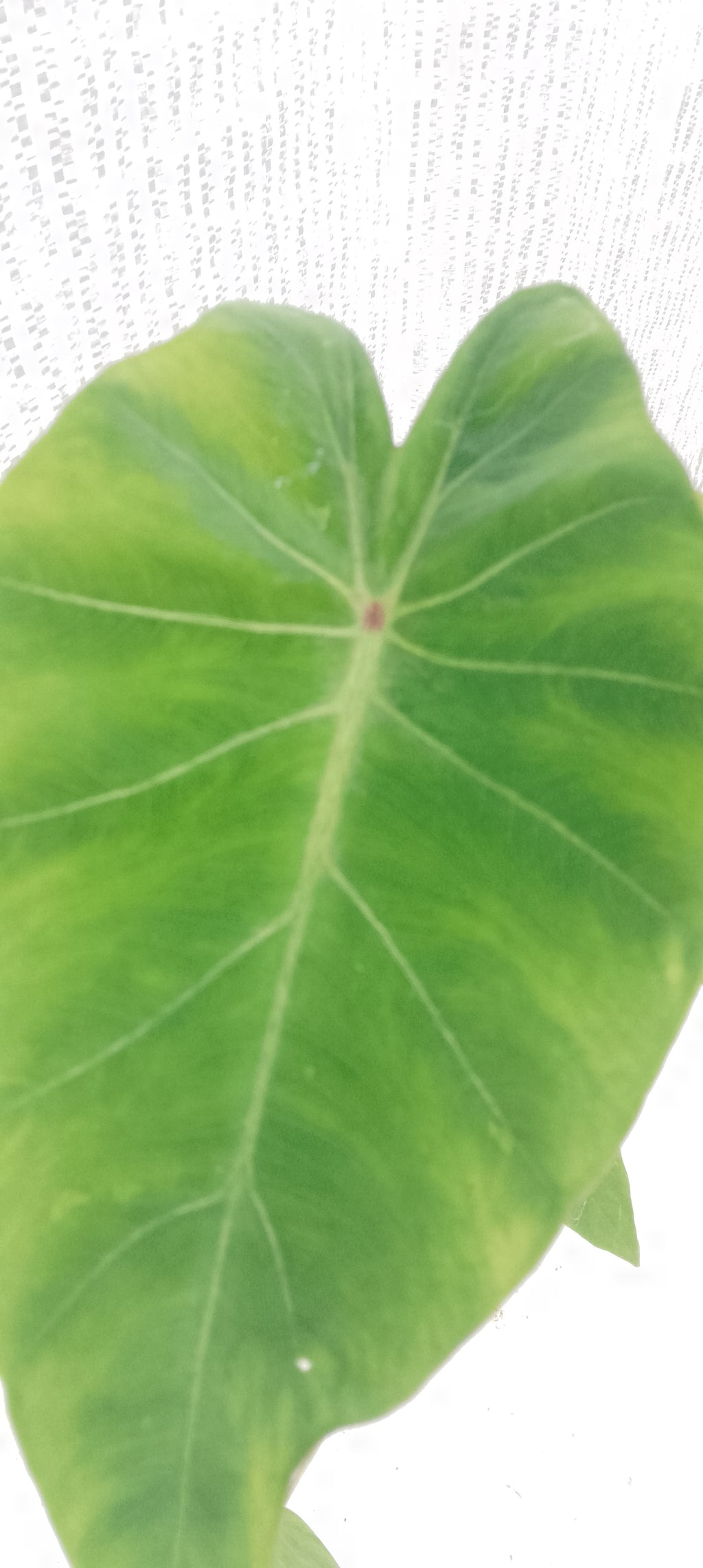 Colocasia de semis 11