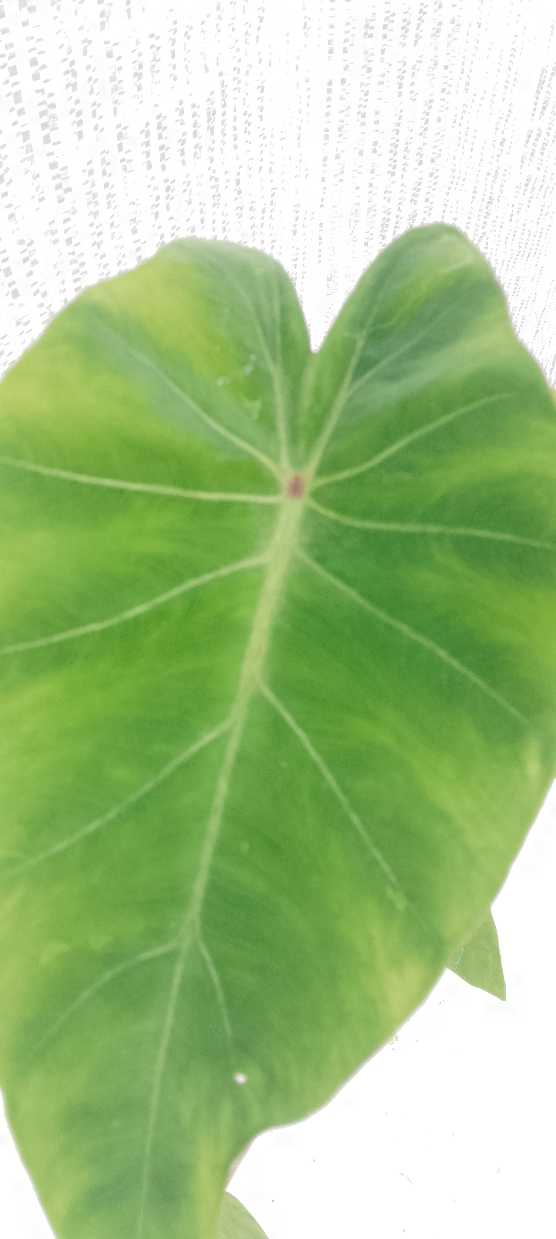 Colocasia de semis 11