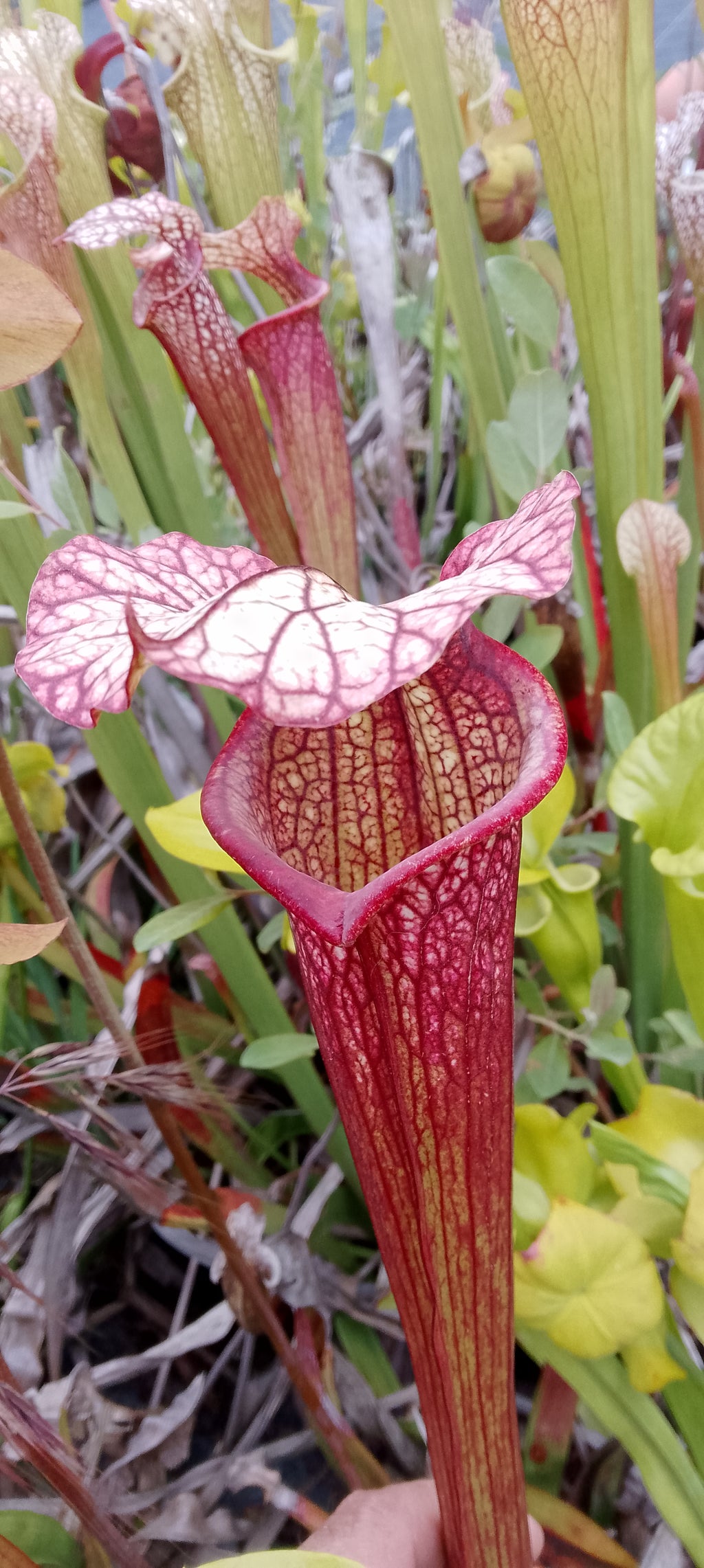 Sarracenia x hybride