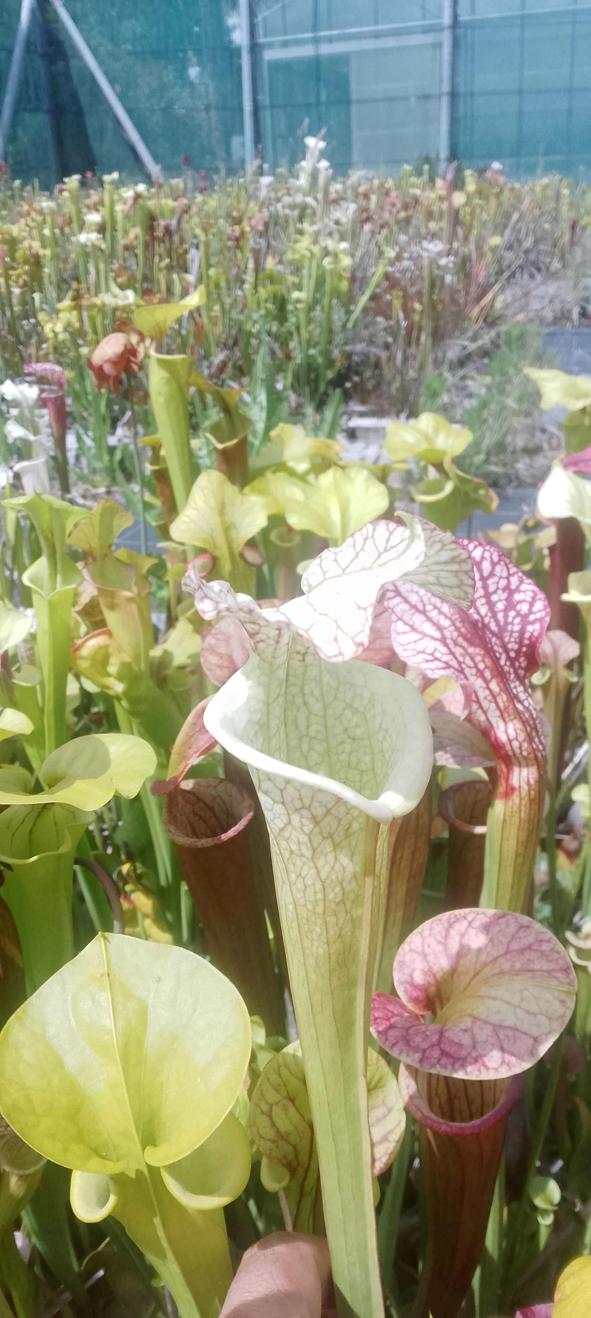 Sarracenia Moorei x Moorei