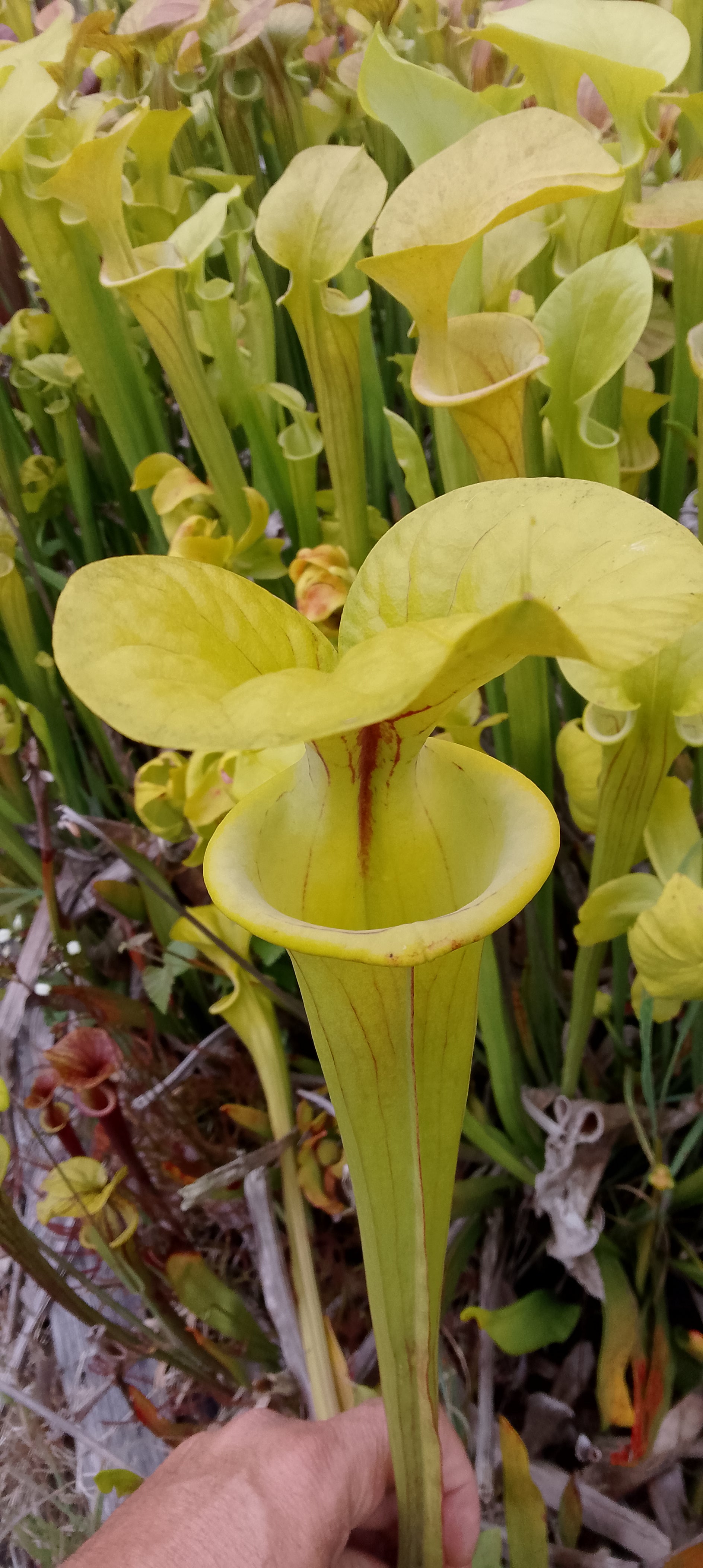 Sarracenia Flava Goldie x Goldie