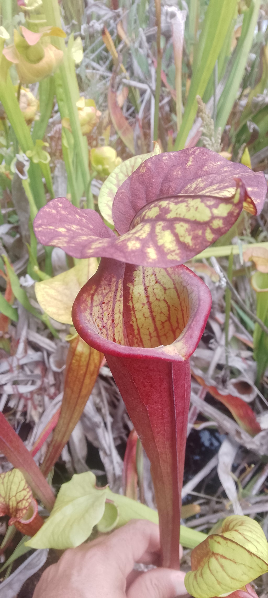 Sarracenia Flava var rubricorpora x Leah Wilkerson