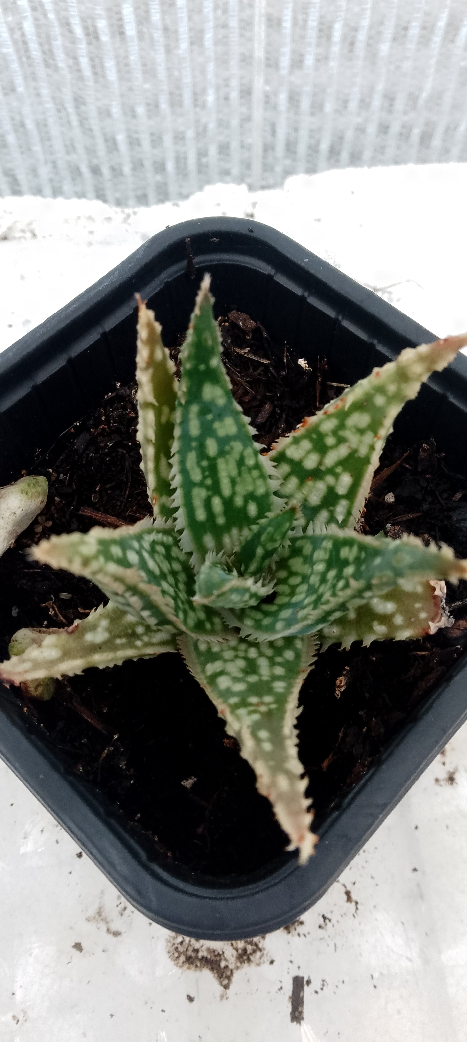Aloe hybride