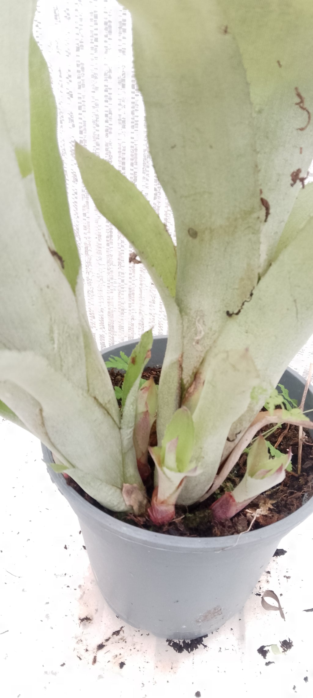 Bilbergia pyramidalis forme jaune pâle