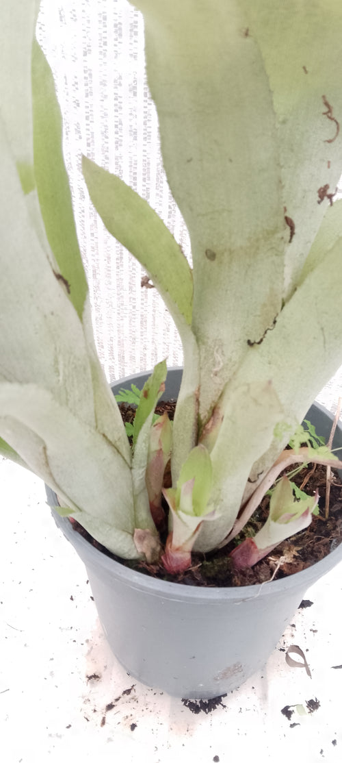 Bilbergia pyramidalis forme jaune pâle