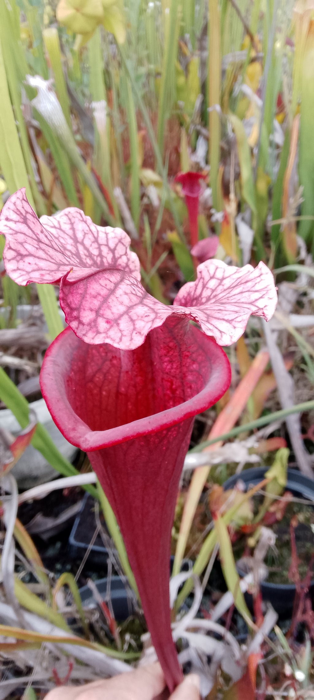 Sarracenia x Raspberry Kiss x Saurus
