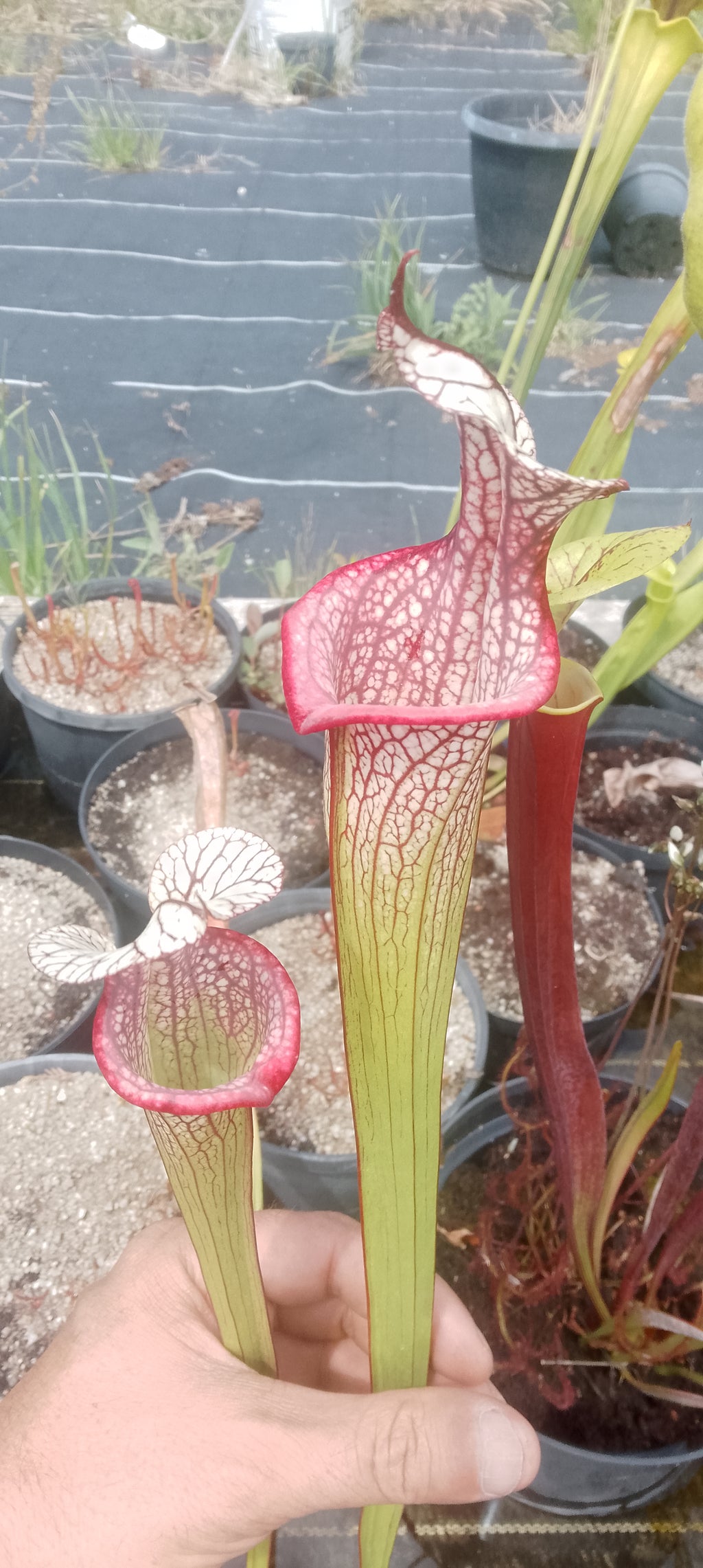 Sarracenia x Mystery Clone.