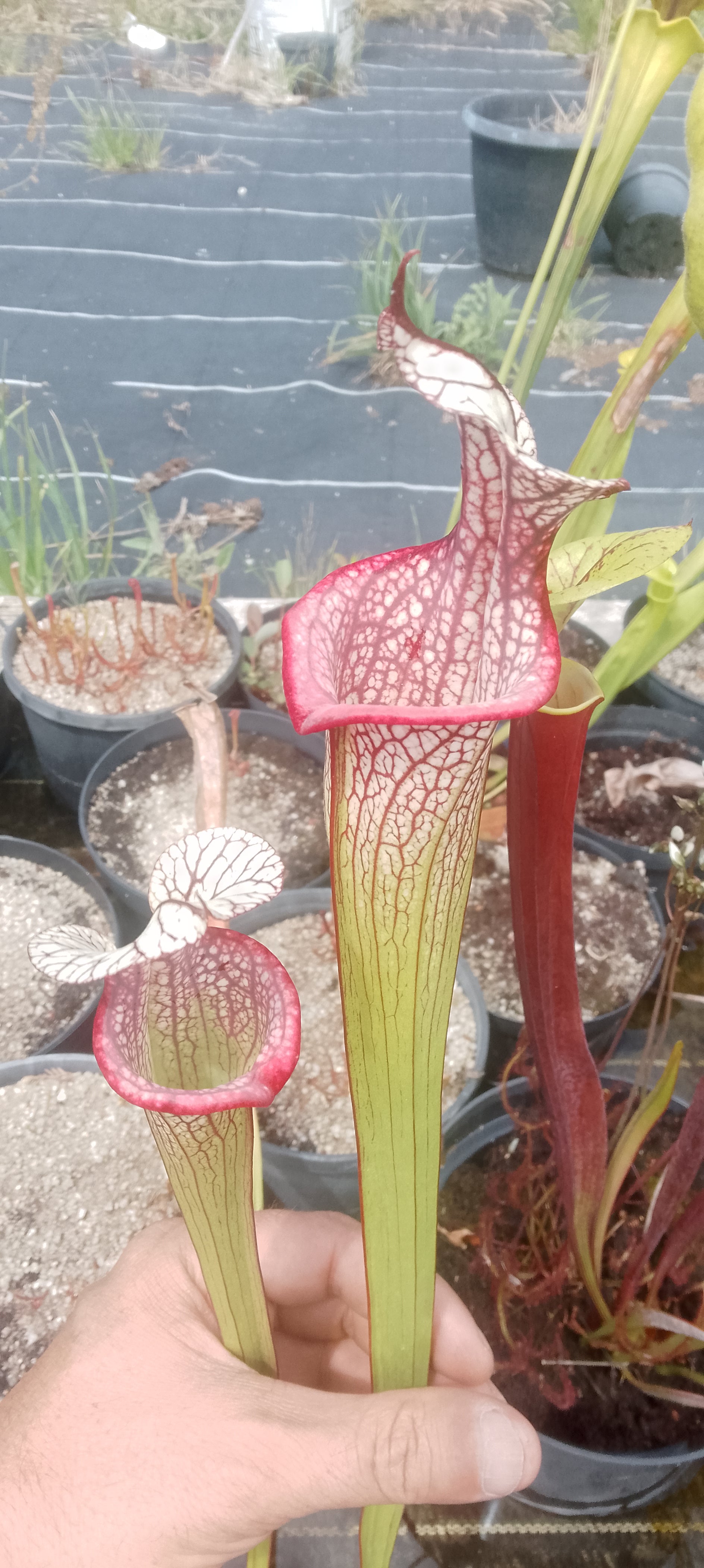 Sarracenia x Mystery Clone.