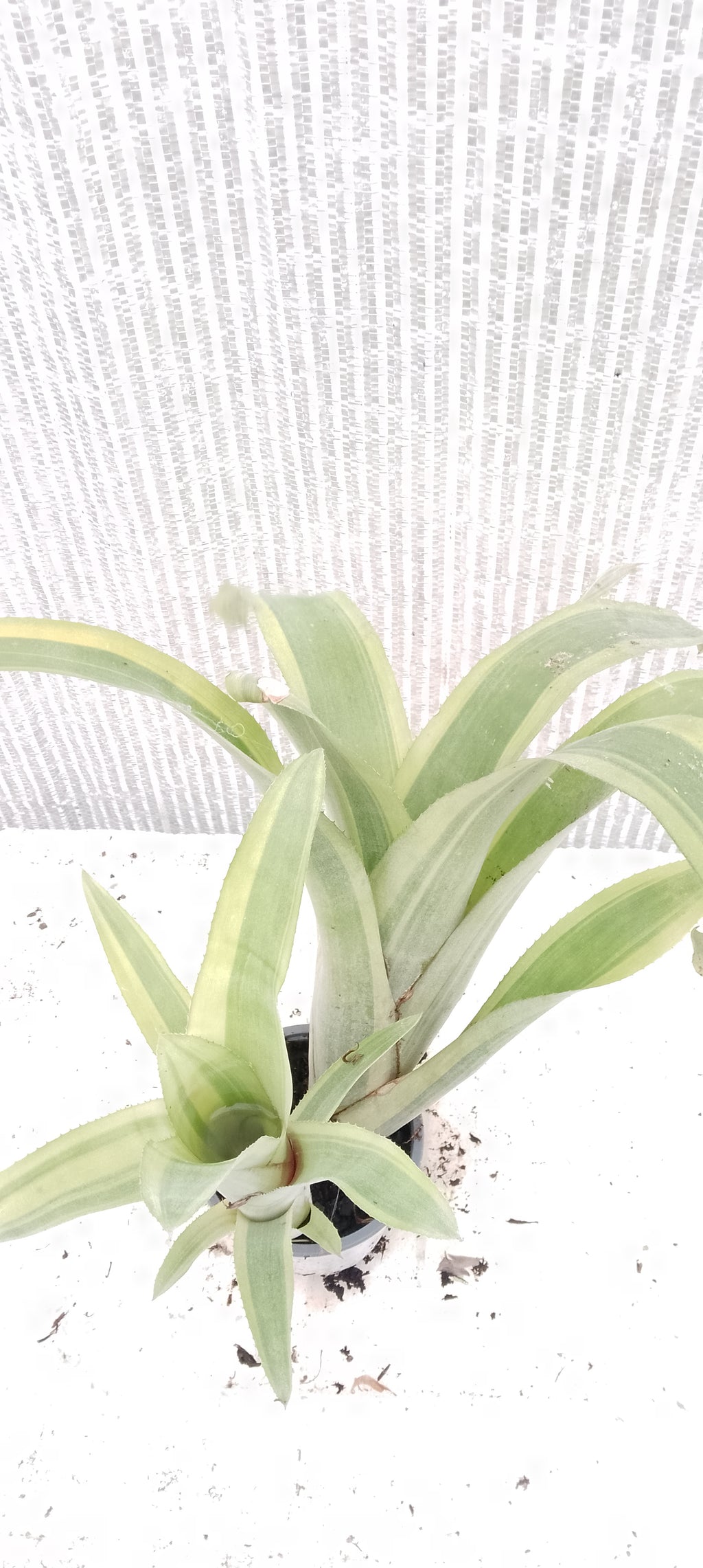 Bilbergia pyramidalis variegata