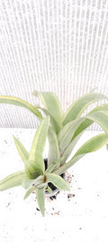 Bilbergia pyramidalis variegata
