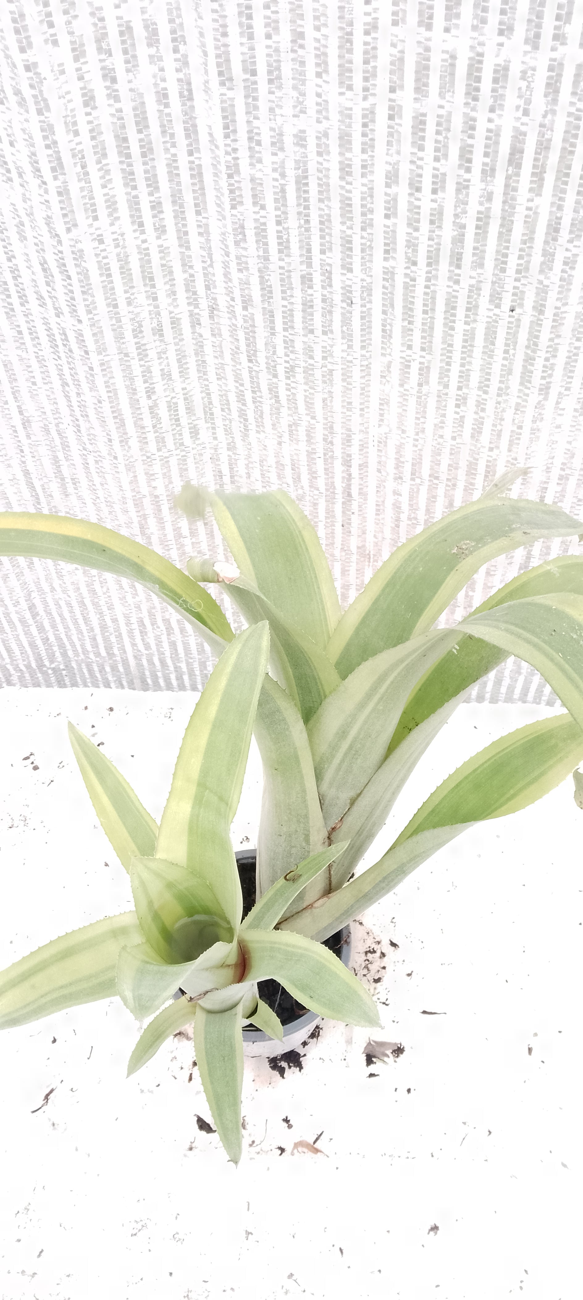 Bilbergia pyramidalis variegata