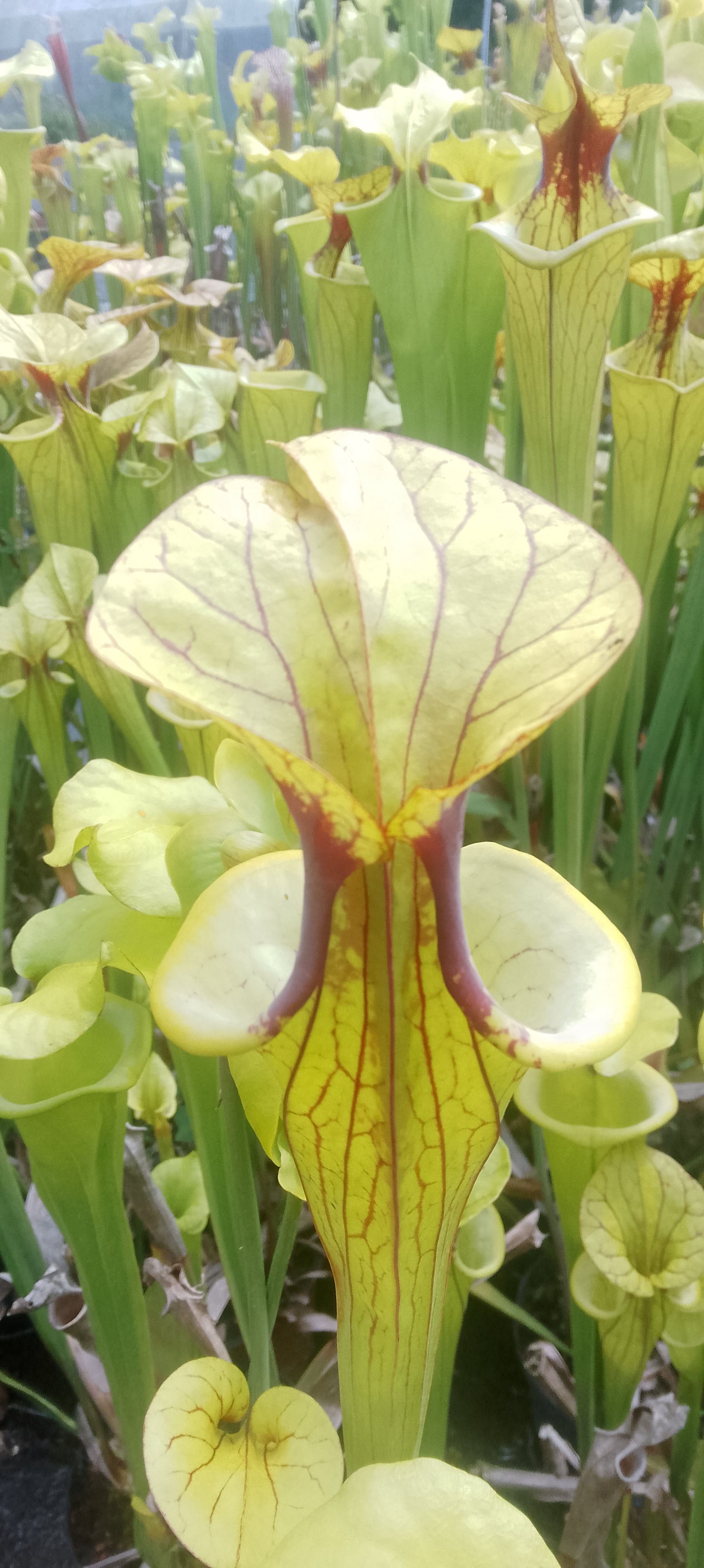 Sarracenia Flava var Flava