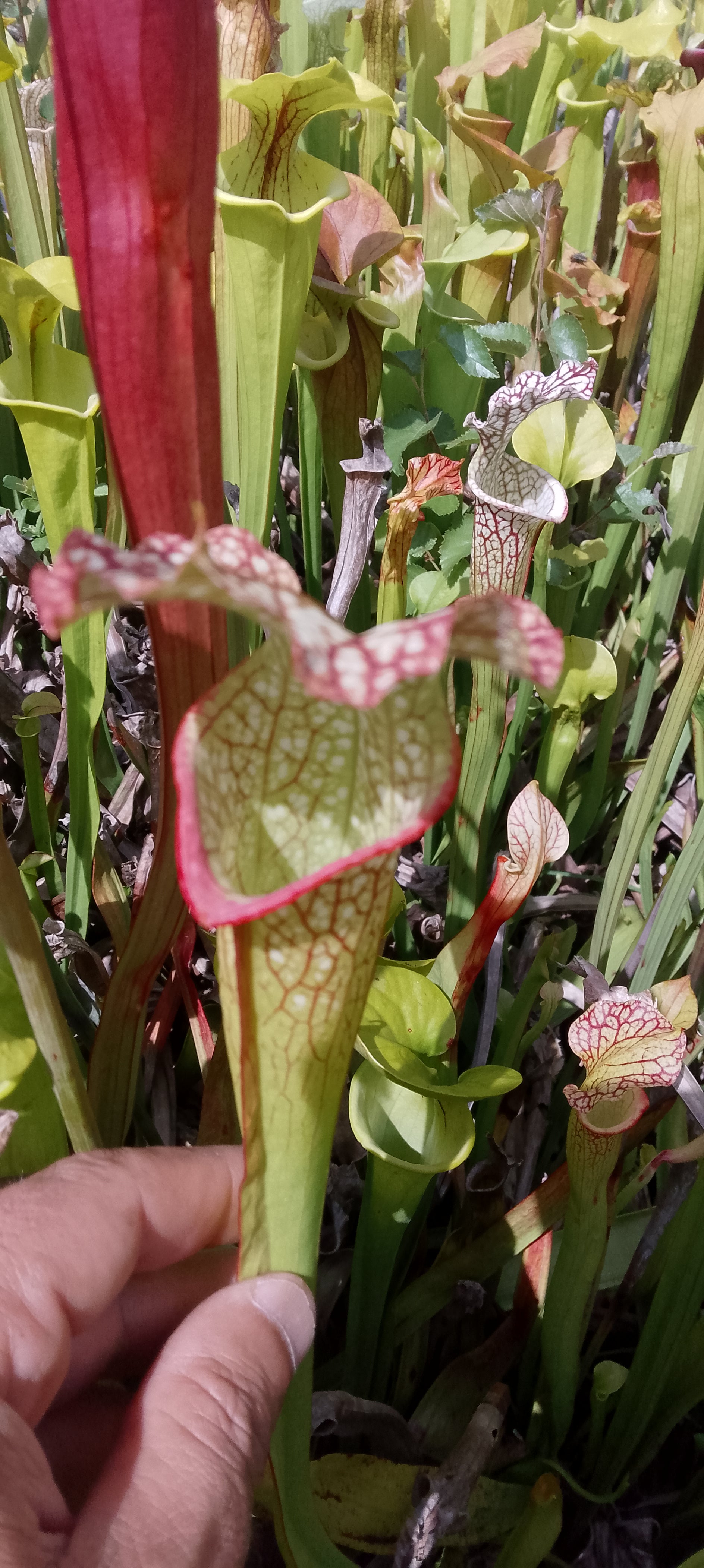 Sarracenia x ( Moorei x Moorei)