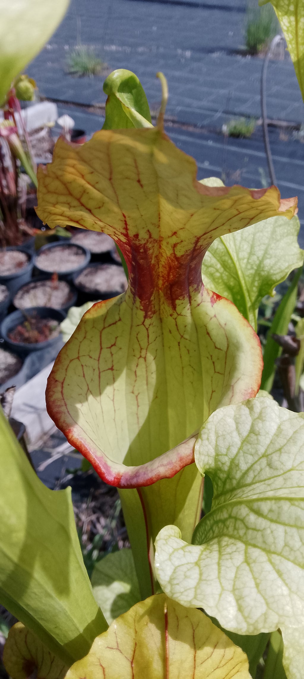 Sarracenia Flava cuprea x Moorei Adrian Slack