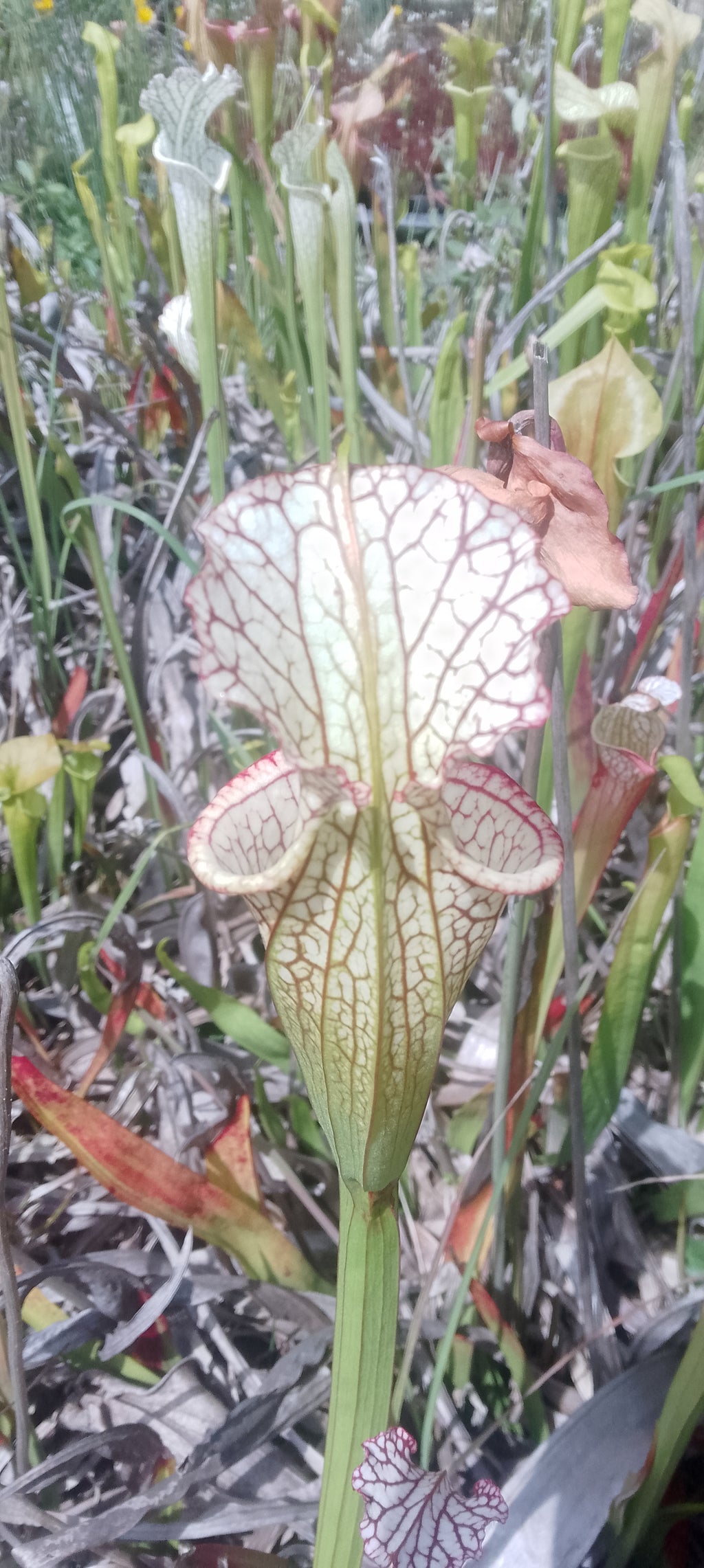 Sarracenia x (Moorei x Adrian Slack)