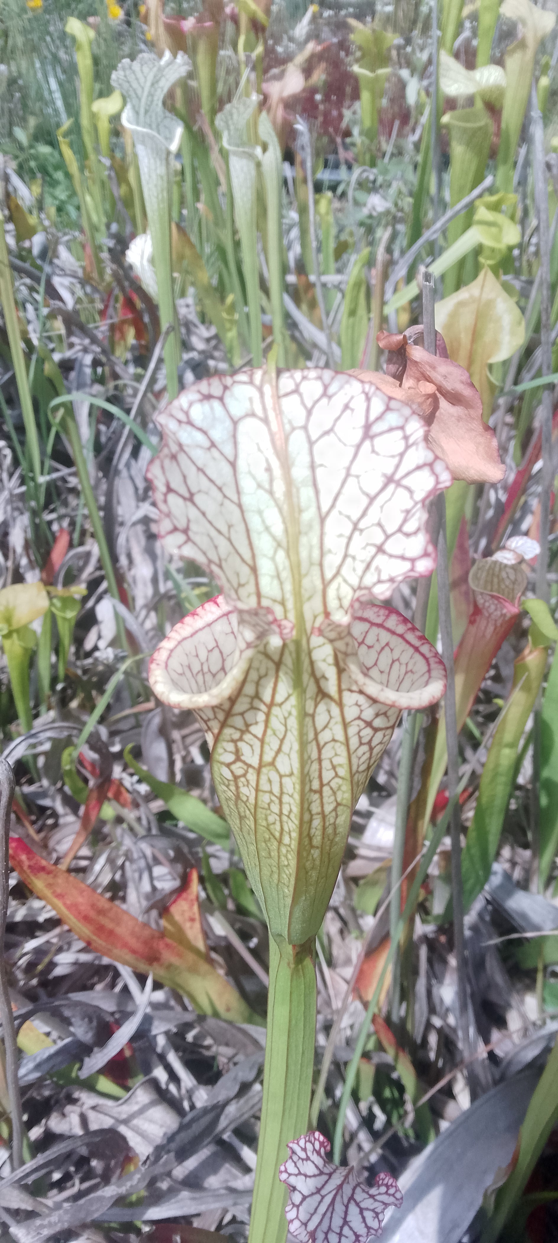 Sarracenia x (Moorei x Adrian Slack)