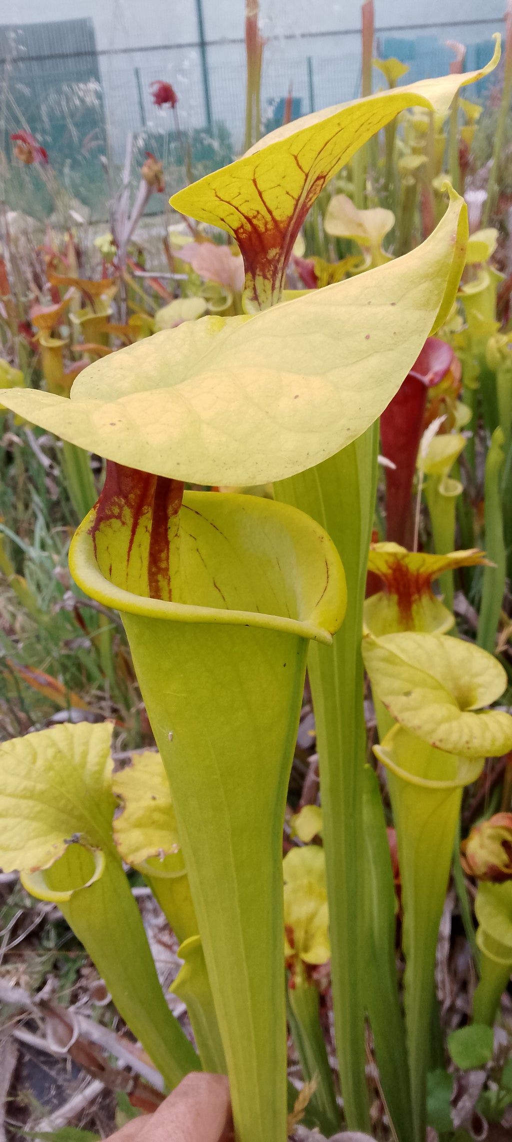 Sarracenia Flava