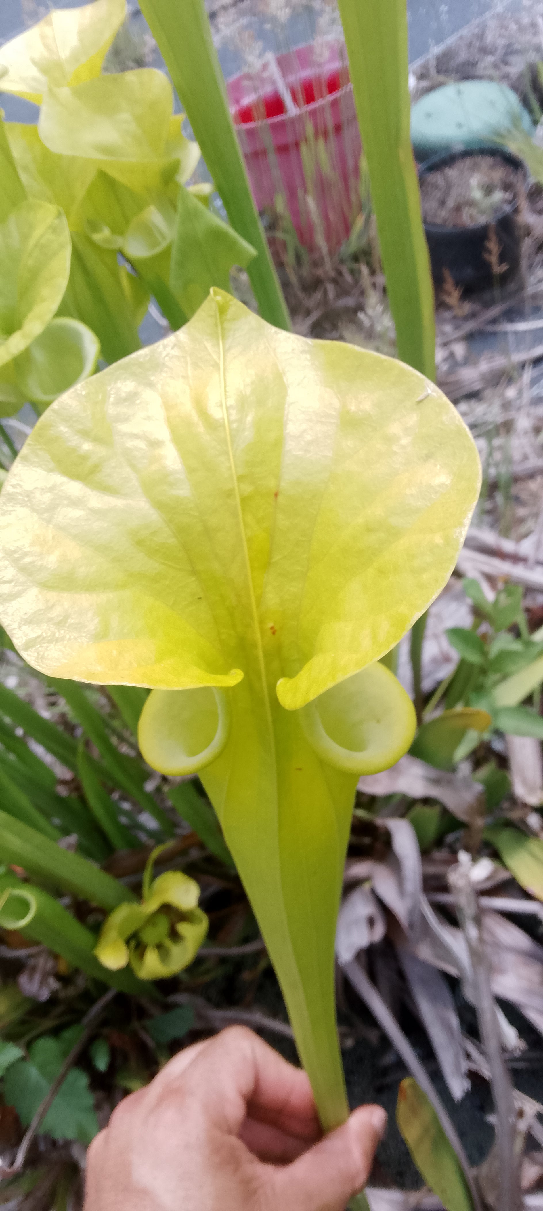 Sarracenia Flava ( semis de Goldie)