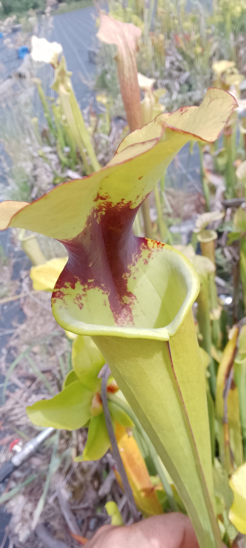 Sarracenia Moorei Leah Wilkerson x Leah Wilkerson