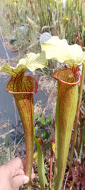 Sarracenia leucophylla Schnell Ghost x Saurus