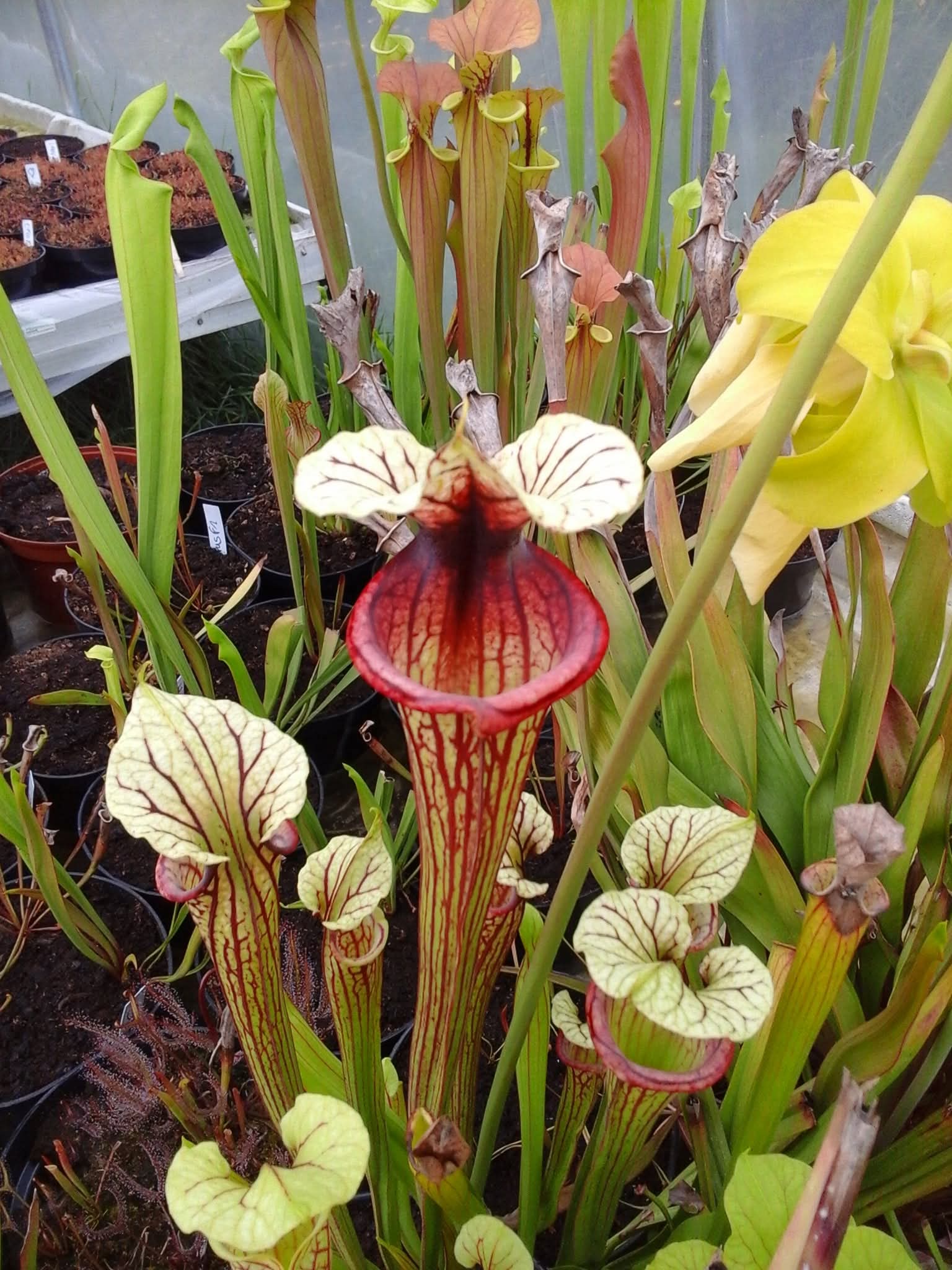 Sarracenia Saurus x Saurus
