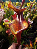 Sarracenia x Gorilla Sunshine